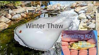 Feb Koi & Pond Update. Ice Receding. Koi? 1st Koi bowl  Kohaku vs Hariwake and Showa vs Sanke #koi