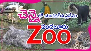 Vandalur Zoo Chennai 2022 | Arignar Anna Zoological Park, Vandalur, Chennai | Chennai ZOO