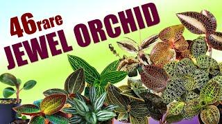 46 JEWEL ORCHID SPECIES | HERB STORIES