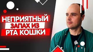 Почему у кота воняет изо рта? Неприятный запах гнили, ацетона, мочи из пасти кошки