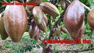 Cacao umur 25 tahun berbuah lebat