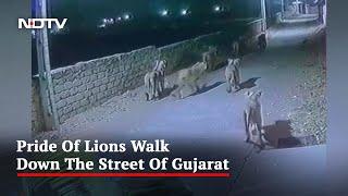 Watch: Pride Of Lions Walk Down The Street Of Gujarat At Night