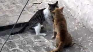 Real Cat fight 2