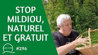 #296-STOP Mildiou, naturel et gratuit