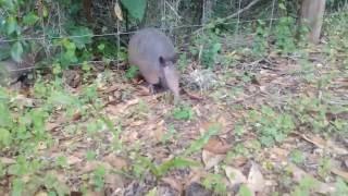 Baby Armadillos