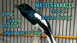 masteran kacer macet malas bunyi agar gacor lagi dan bongkar isian