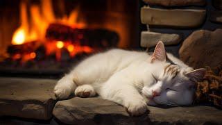 Fall asleep to the purring of a Persian cat and a fireplace (12 HOURS)