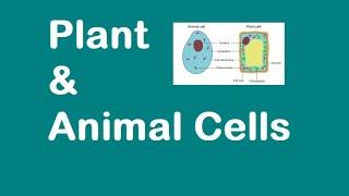 Plant and Animal Cells [KS3 SCIENCE]