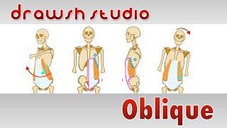 The Oblique Muscle