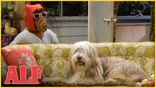 Every Time ALF Had a Pet ANIMAL!