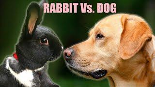 Rabbits and Dogs: Which is better?