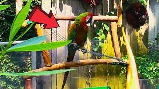 Bloedel Conservatory Vancouver Canada Full Tour 2024