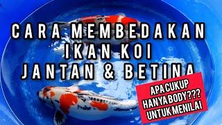 CARA MEMBEDAKAN IKAN KOI JANTAN DAN BETINA