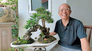 Hiếm có bác nào làm cây Bonsai đẹp như bác này