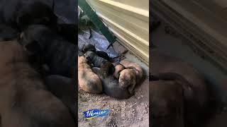 Нова банда цуценят в ЗСУ. A new gang of puppies in the Armed Forces. #shorts