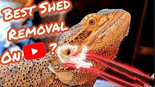 Bearded Dragon Shed Removal! Stayin' Rad Vol-3 | #stayrad #reptiles  @ChuckNorrizBeardedDragons