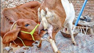 calf breastfeeding goat new more video | milking goats | Nikka Haji