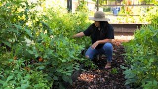 Cilantro in the summer? Yes PLEASE! (It is doable!)