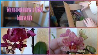 Новинки орхидей к празднику