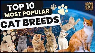 TOP 10: The Most Popular Cat Breeds 