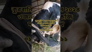 #qurbani2024#biggestcowinbangladesh #qurbanicollection #cow #shortvideo #youtubeshorts #shorts