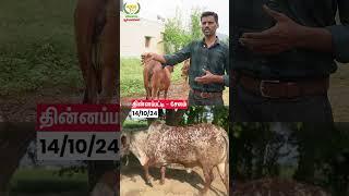 தண்ணீர் பஞ்சம் ஆனால் இல்லை #agriculture #cow #vivasayaarvalargal #shortvideo #shorts