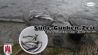 Süße-Gurken-Zeit (Auf Stint an der Elbe)