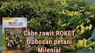 Cabai rawit milenial ROKET