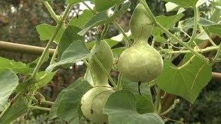 How to Plant Gourds | At Home With P. Allen Smith