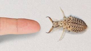 The Process Of Making Friends With a Antlion