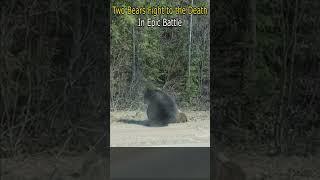 Two Bears Fight to the Death in Epic Battle