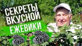 Ежевика: посадка и уход. ПОЛУЧАЕМ 2 ВЕДРА ЯГОДЫ С КУСТА. Опыт эксперта Анатолия Сидоровича