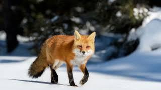 Red Fox Sounds 