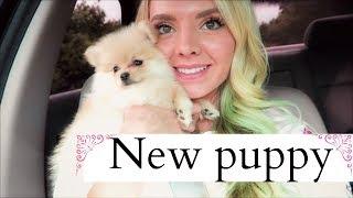 I GOT A NEW PUPPY!  Pomeranian puppy