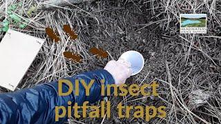 Weekly Science Challenge: Insect Pitfall Traps