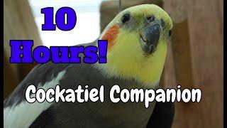 Cockatiel Companion 10 HOURS of Cockatiel and other birds sounds. No humans.