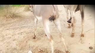 Donkey desire in daily life #donkey #mating