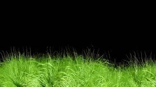 Animated Grass Motion Black Screen Background_HIGH