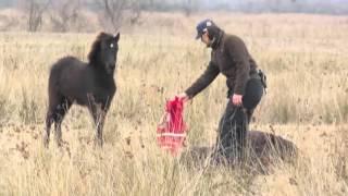 FOUR PAWS heroes: How a wild horse thanks its savior