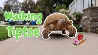 What it's like walking a 175 pound tortoise