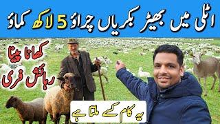 Sheep and Goats farming job in italy   europe | Best job in italy free food , free accommodation