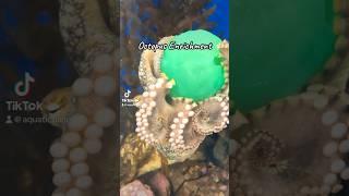 Let’s Do Octopus Enrichment with a 2 Spot Octopus #shorts #crab #ball