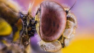 Focus Stacking with Zerene Stacker - Macro Tutorial