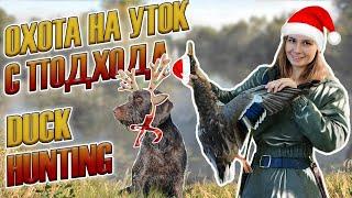 Охота на уток с подхода, девушка охотник / duck hunting, girl hunter