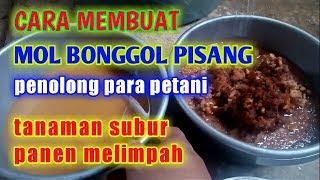 CARA MEMBUAT MOL BONGGOL PISANG || Penolong Para Petani || Tanaman Subur, Panen Melimpah