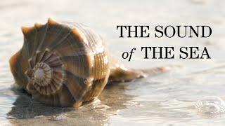 The Sound of the Sea: Seashells and the Fate of the Oceans by Cynthia Barnett