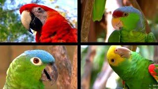 CO2 Passed 422 Said the Parrots – La Pava Congona song by Andrés Landero