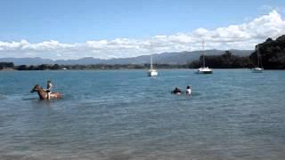 swimming with our horses at Tuapiro Point beach