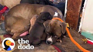 Mama Pittie And Her Puppies Were Shivering In Abandoned House | The Dodo