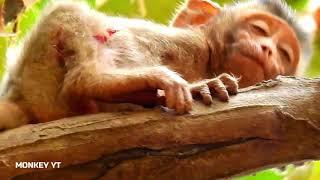 Breaking heart, Enemy in the forest killing baby monkey Alba nearly die